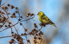 小黄雀（七十八）