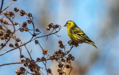 小黄雀（七十八）