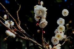 武汉梅花园（二十三完）