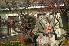 武汉梅花园（二十三完）