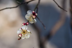 初春-趵突泉（1）