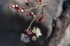 初春-趵突泉（1）