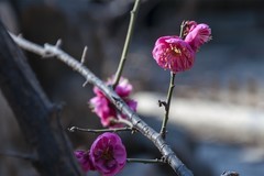 初春-趵突泉（1）