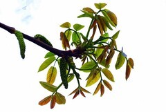 1612【不老松：纪实摄影】院中花果：核桃花！(1)