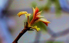 1612【不老松：纪实摄影】院中花果：核桃花！(1)