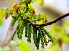 1612【不老松：纪实摄影】院中花果：核桃花！(1)