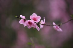 雨后桃花