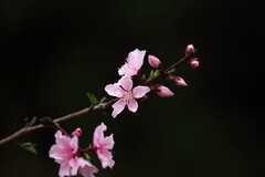 雨后桃花