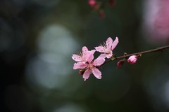 雨后桃花