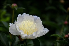 2026年第0336贴 -天坛芍药花纪实拍（0516）