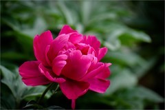 2026年第0336贴 -天坛芍药花纪实拍（0516）