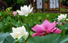 [26247] 江北休闲绿地的荷花（14）