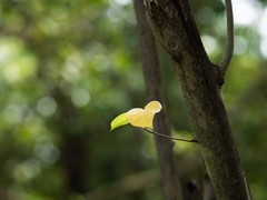 杂拍