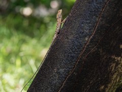 杂拍