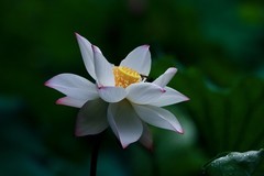 随拍——仲夏荷香
