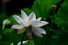 随拍——仲夏荷香