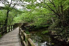 日本中部升龙道印象——上高地徒步掠影【3】