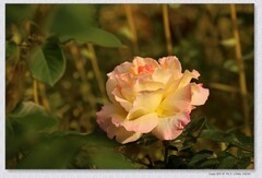 月季花【丙午年-302】