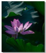 荷花（七十一）