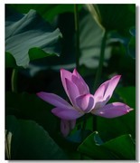 荷花（七十二）