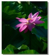荷花（七十二）