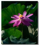 荷花（六十六）