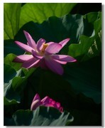 荷花（六十九）