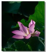 荷花（六十九）