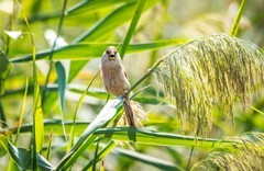 震旦鸦雀（十九）