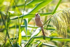 震旦鸦雀（十九）