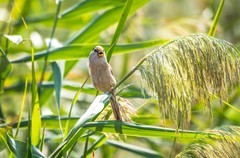 震旦鸦雀（十九）