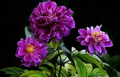 西安丰庆公园的花卉