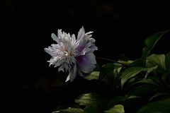 西安丰庆公园的花卉