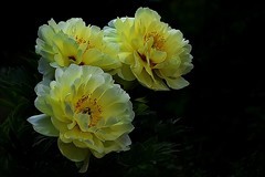 西安丰庆公园的花卉