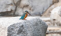 小翠鸟（十三）