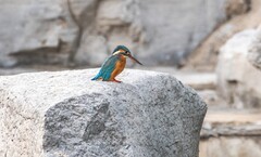 小翠鸟（十三）