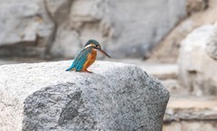 小翠鸟（十三）