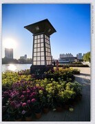 市政广场菊花展【乙巳年-263】