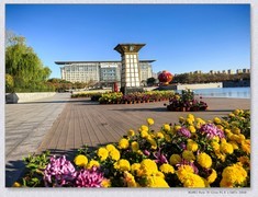 市政广场菊花展【乙巳年-263】