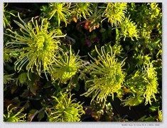 市政广场菊花展【乙巳年-263】