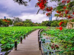 深圳洪湖公园 掠影