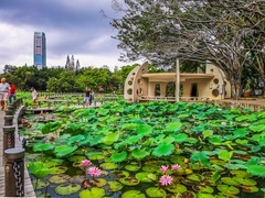 深圳洪湖公园 掠影