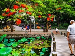 深圳洪湖公园 掠影