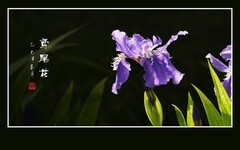 翩飞紫蝶般的鸢尾花