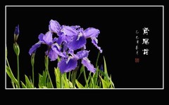 翩飞紫蝶般的鸢尾花