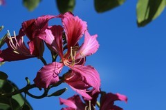 拍摄花卉一（885）