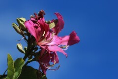 拍摄花卉一（885）