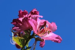 拍摄花卉一（885）