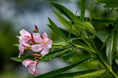 雨后的花朵-夹竹桃   续
