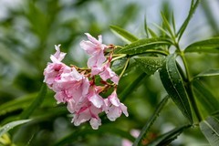 雨后的花朵-夹竹桃   续